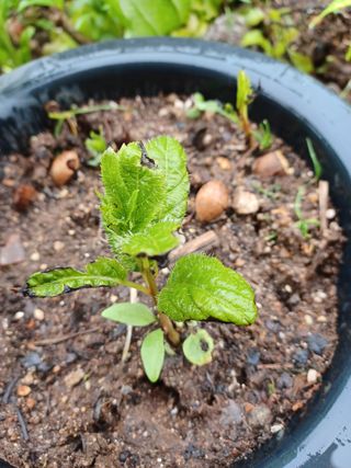 알 수 없음님의 기타작물 · 자유게시판 작성글 사진