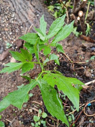 알 수 없음님의 기타작물 · 자유게시판 작성글 사진