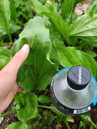 알 수 없음님의 기타작물 · 자유게시판 작성글 사진