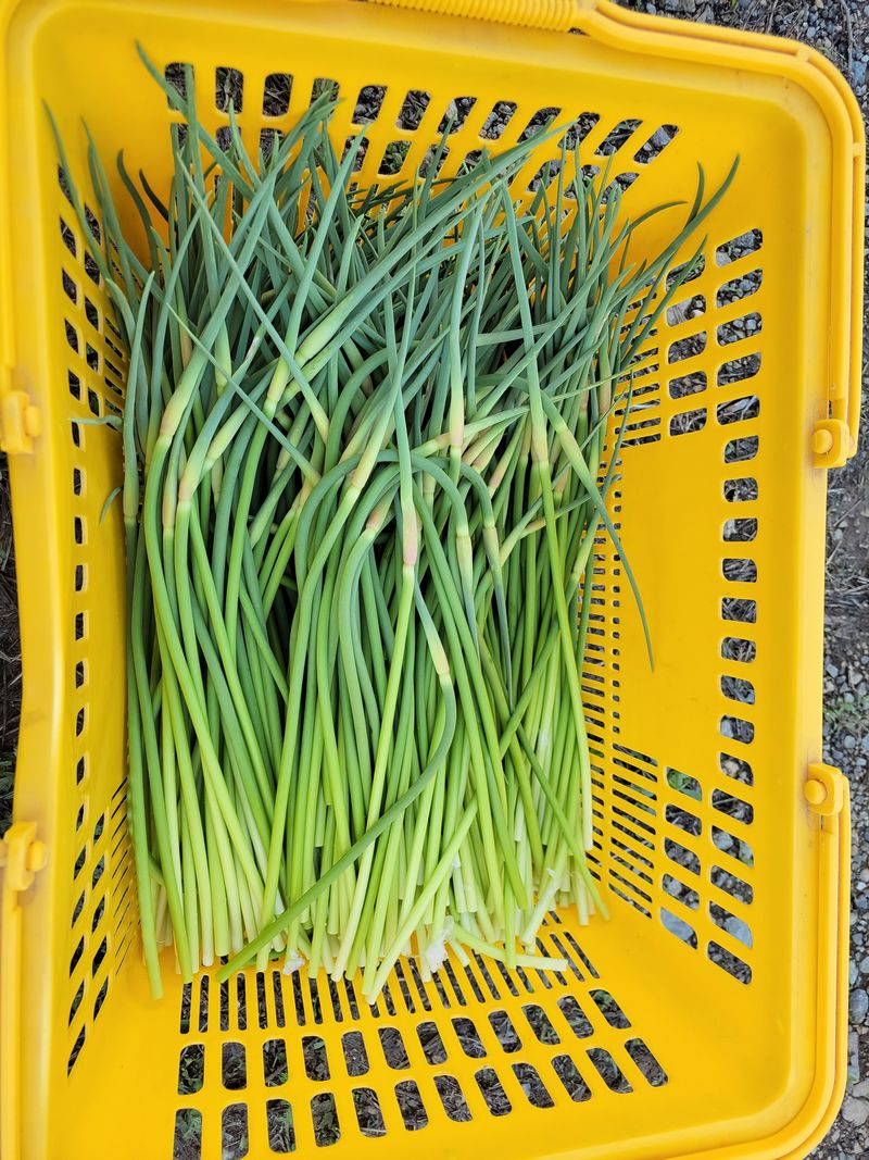 장터 상품 [마늘쫑 납품 받으실분] 썸네일