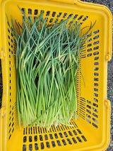 팜모닝 · 게시글 이미지