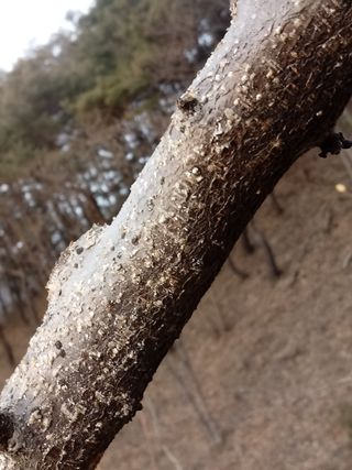 손경식드림농장님의 자두 · 병해충상담 작성글 사진