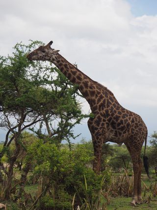 개울건너집님의 자유주제 · 자유게시판 작성글 사진