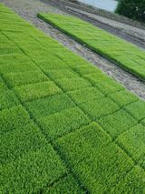 팜모닝 벼·자유게시판 게시글 이미지