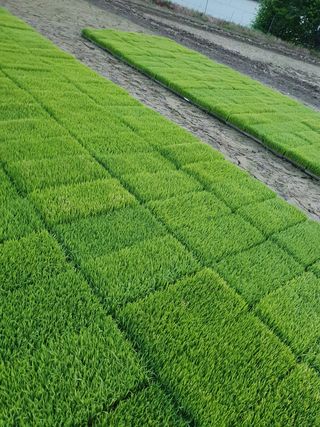 김종은님의 벼 · 자유게시판 작성글 사진