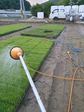 김종은님의 벼 · 자유게시판 작성글 사진