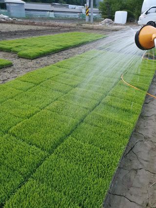 김종은님의 벼 · 자유게시판 작성글 사진