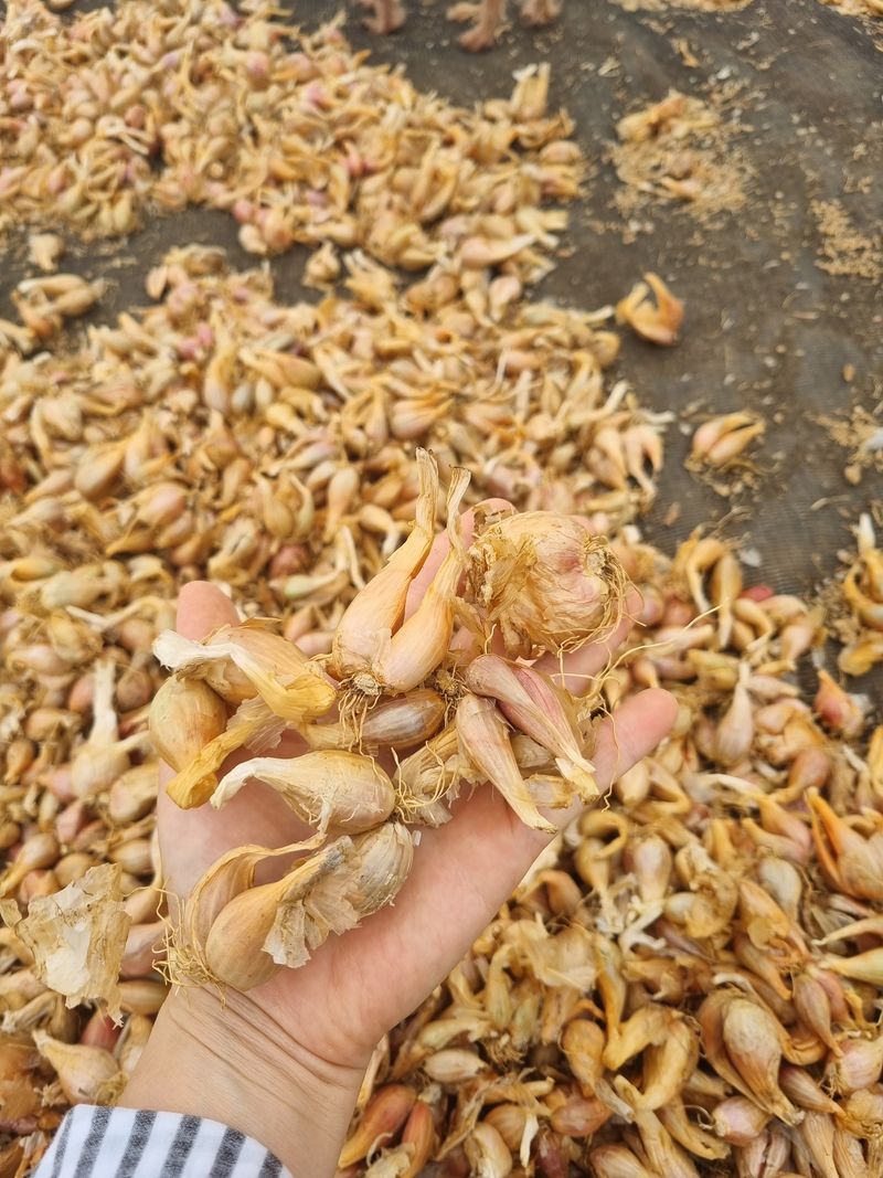 장터 상품 [쪽파] 썸네일