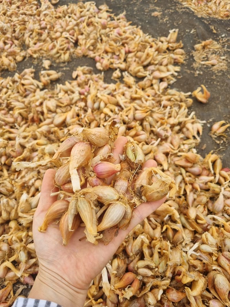 민들레님의 장터 판매 상품 [쪽파] 첨부 사진