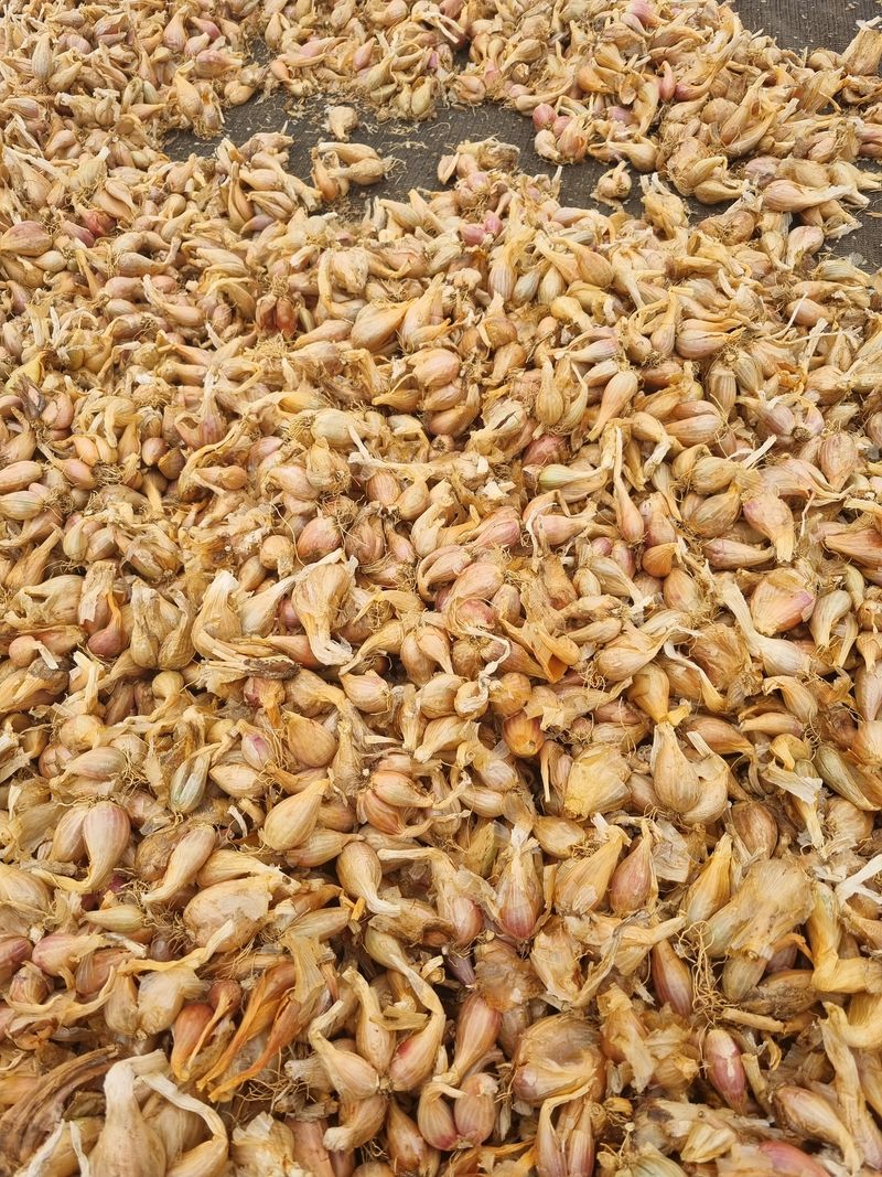 민들레님의 장터 판매 상품 [쪽파] 첨부 사진