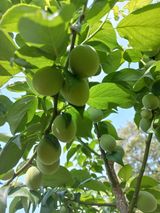 팜모닝 자유주제·자유게시판 게시글 이미지