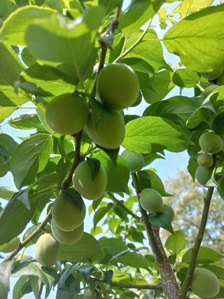 등불님의 자유주제 · 자유게시판 작성글 사진