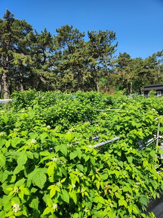 심원댁님의 자유주제 · 자유게시판 작성글 사진