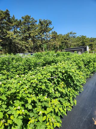 심원댁님의 자유주제 · 자유게시판 작성글 사진