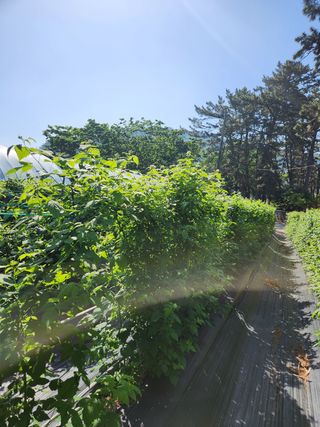 심원댁님의 자유주제 · 자유게시판 작성글 사진