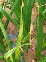 팜모닝 자유주제·자유게시판 게시글 이미지