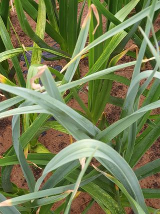 묽맑은 길 이영행님의 자유주제 · 자유게시판 작성글 사진