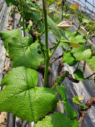 김미경님의 포도 · 자유게시판 작성글 사진