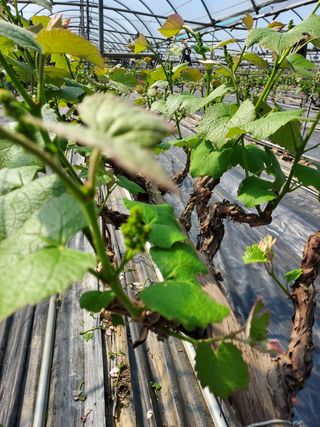 김미경님의 포도 · 자유게시판 작성글 사진