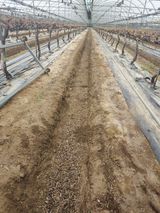 팜모닝 포도·자유게시판 게시글 이미지