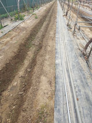 태일농산이정수님의 포도 · 자유게시판 작성글 사진