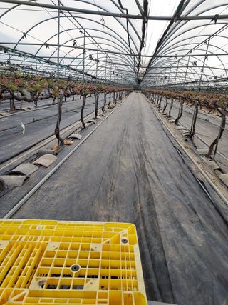 태일농산이정수님의 포도 · 자유게시판 작성글 사진