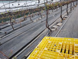 태일농산이정수님의 포도 · 자유게시판 작성글 사진