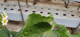 고양시딸기님의 기타작물 · 병해충상담 작성글 사진