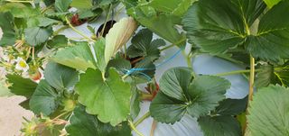 고양시딸기님의 기타작물 · 병해충상담 작성글 사진