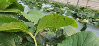 고양시딸기님의 기타작물 · 병해충상담 작성글 사진