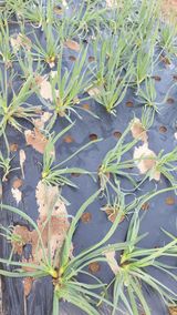 팜모닝 기타작물·자유게시판 게시글 이미지