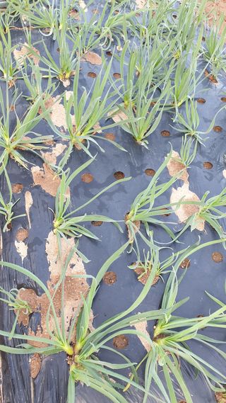 김영준님의 기타작물 · 자유게시판 작성글 사진