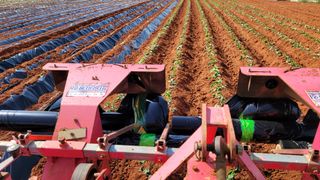 무안선유농원님의 고구마 · 자유게시판 작성글 사진