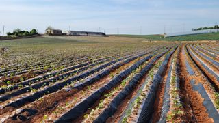 무안선유농원님의 고구마 · 자유게시판 작성글 사진