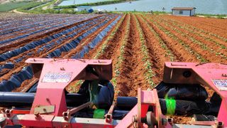 무안선유농원님의 고구마 · 자유게시판 작성글 사진