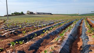 무안선유농원님의 고구마 · 자유게시판 작성글 사진