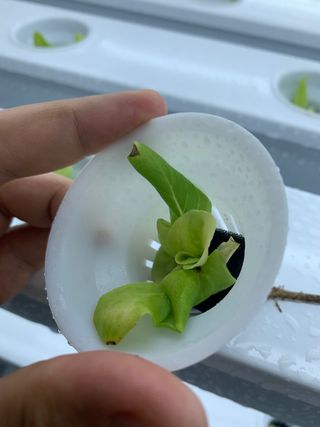 호랑이91님의 상추 · 병해충상담 작성글 사진