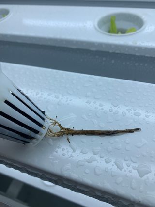 호랑이91님의 상추 · 병해충상담 작성글 사진