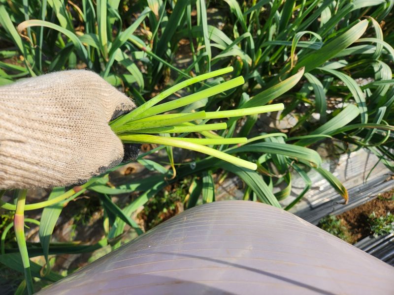 농부아내님의 장터 판매 상품 [[품절]태안반도 국내산 유황마늘쫑 2kg] 첨부 사진