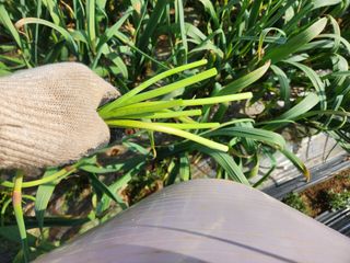 농부아내님의 작성글 사진