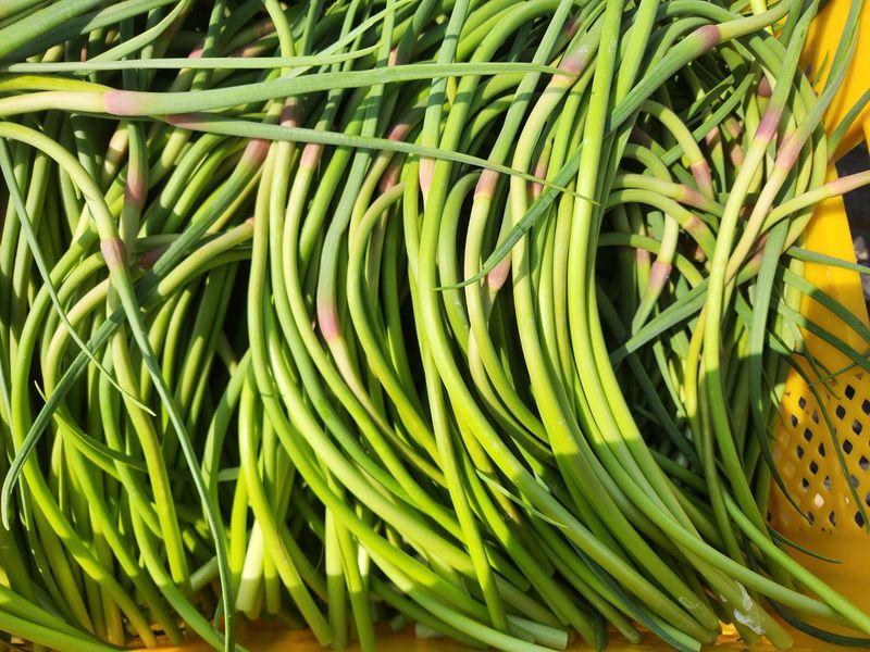 농부아내님의 장터 판매 상품 [[품절]태안반도 국내산 유황마늘쫑 2kg] 첨부 사진