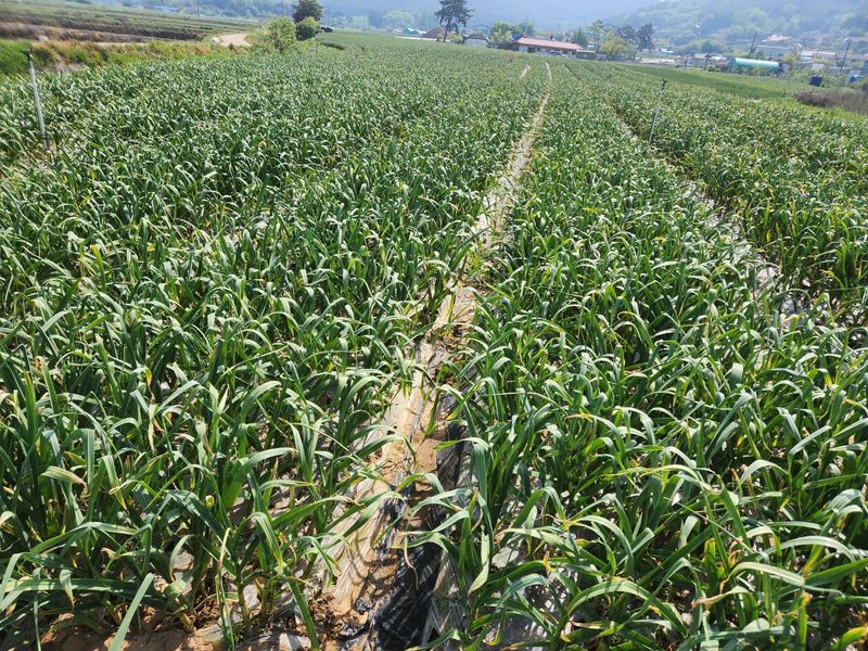 농부아내님의 장터 판매 상품 [[품절]태안반도 국내산 유황마늘쫑 2kg] 첨부 사진