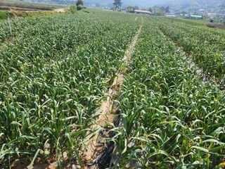 농부아내님의 작성글 사진