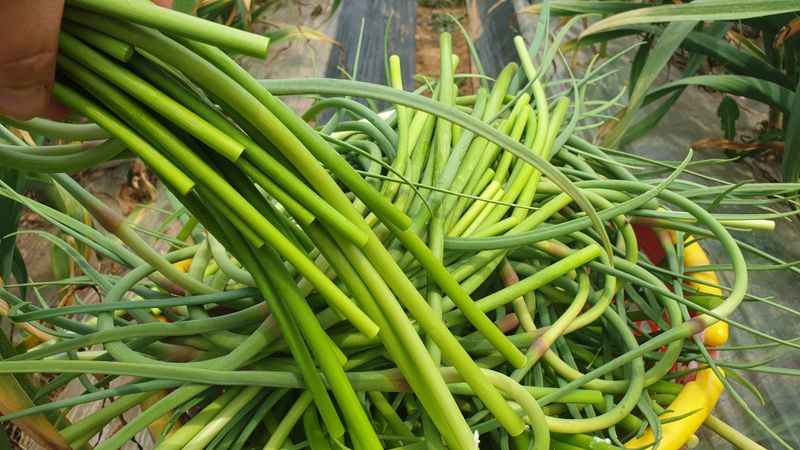 농부아내님의 장터 판매 상품 [[품절]태안반도 국내산 유황마늘쫑 2kg] 첨부 사진