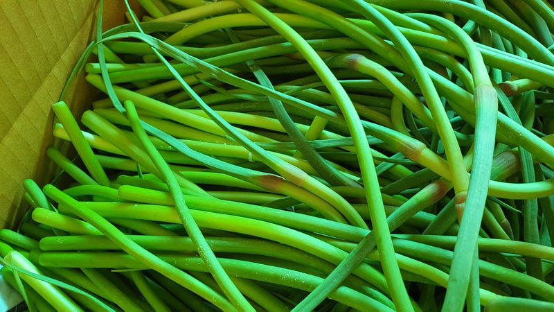 농부아내님의 장터 판매 상품 [[품절]태안반도 국내산 유황마늘쫑 2kg] 첨부 사진