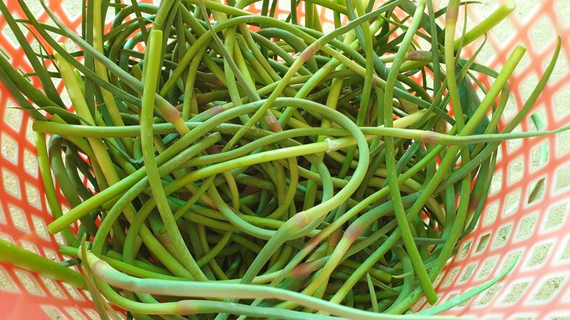 농부아내님의 장터 판매 상품 [[품절]태안반도 국내산 유황마늘쫑 2kg] 첨부 사진