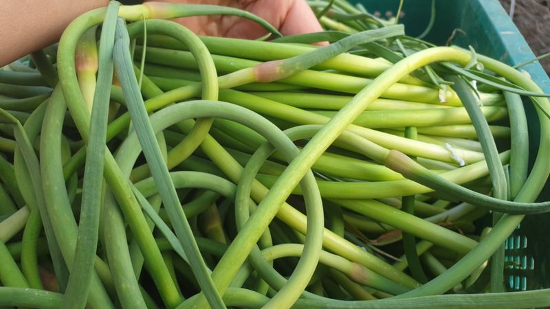 농부아내님의 장터 판매 상품 [[품절]태안반도 국내산 유황마늘쫑 2kg] 첨부 사진