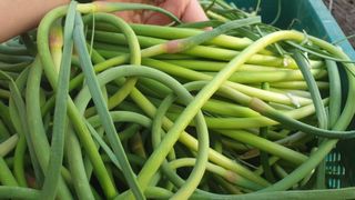 농부아내님의 작성글 사진