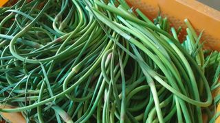 농부아내님의 작성글 사진