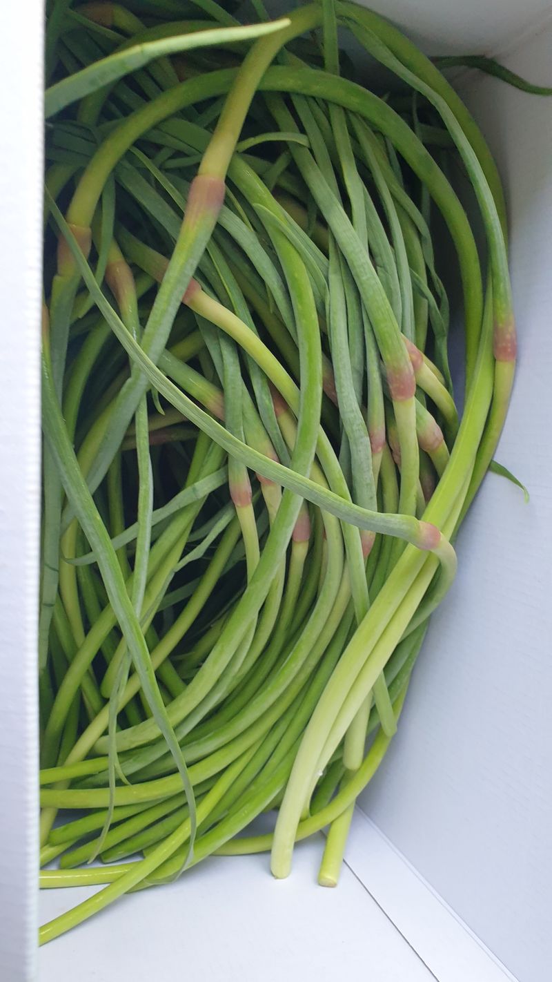 농부아내님의 장터 판매 상품 [[품절]태안반도 국내산 유황마늘쫑 2kg] 첨부 사진